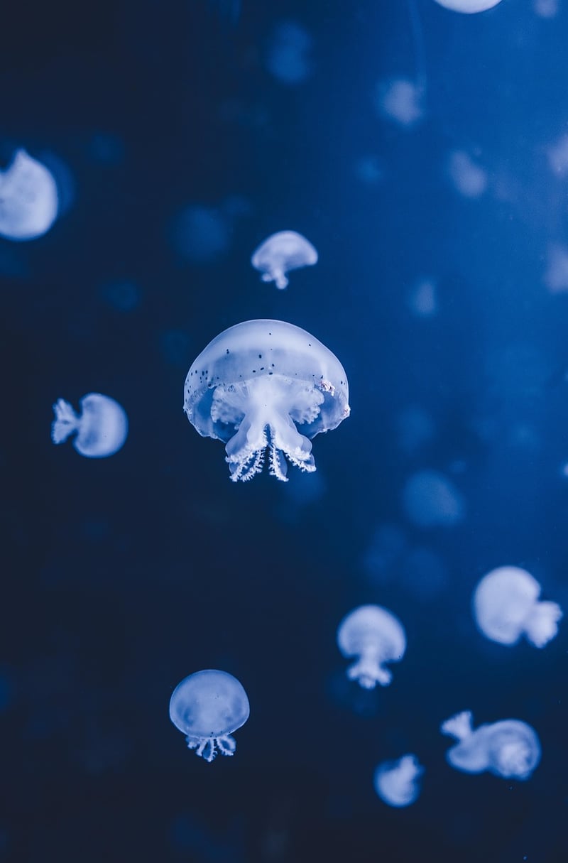 Underwater Wedding Setting
